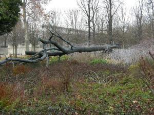 Arbre-des-voyelles-Guiseppe-Penone-3