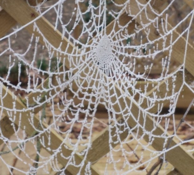 toile-daraignee-givree