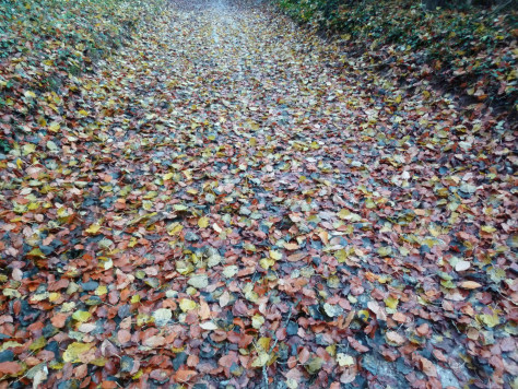 Routes _ feuilles mortes