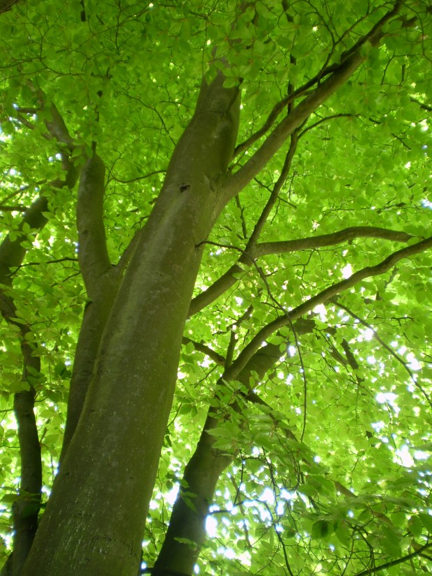Au pied de mon arbre